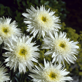 Marguerite d'été Wirral Supreme