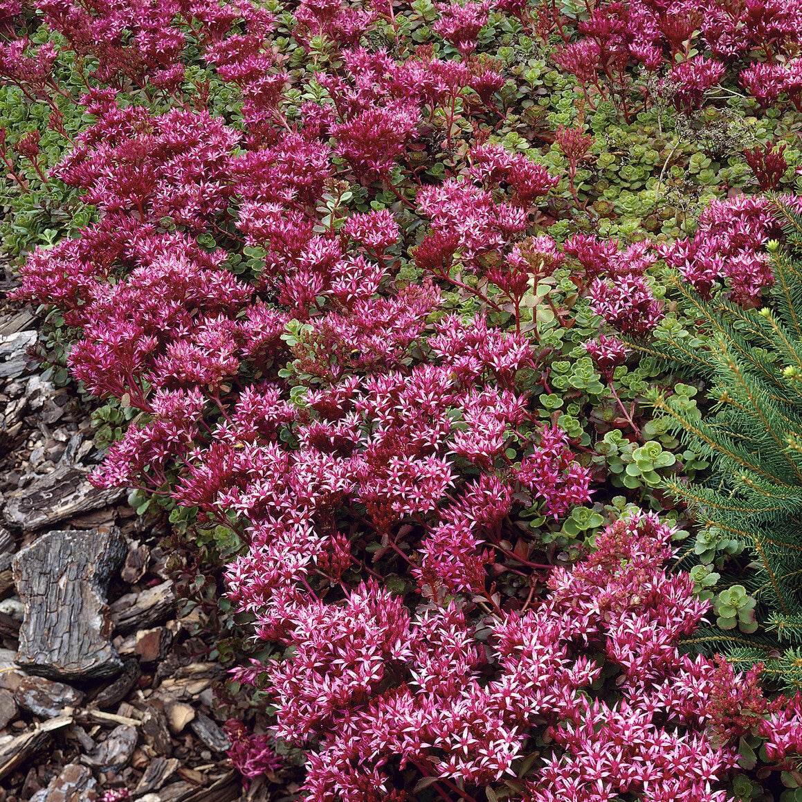 3 Sedum spurium Schorbuser - Willemse