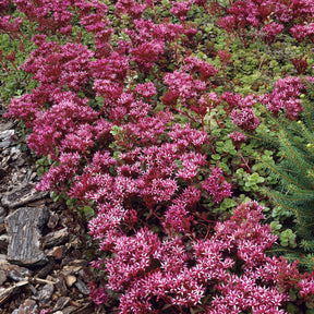 3 Sedum spurium Schorbuser