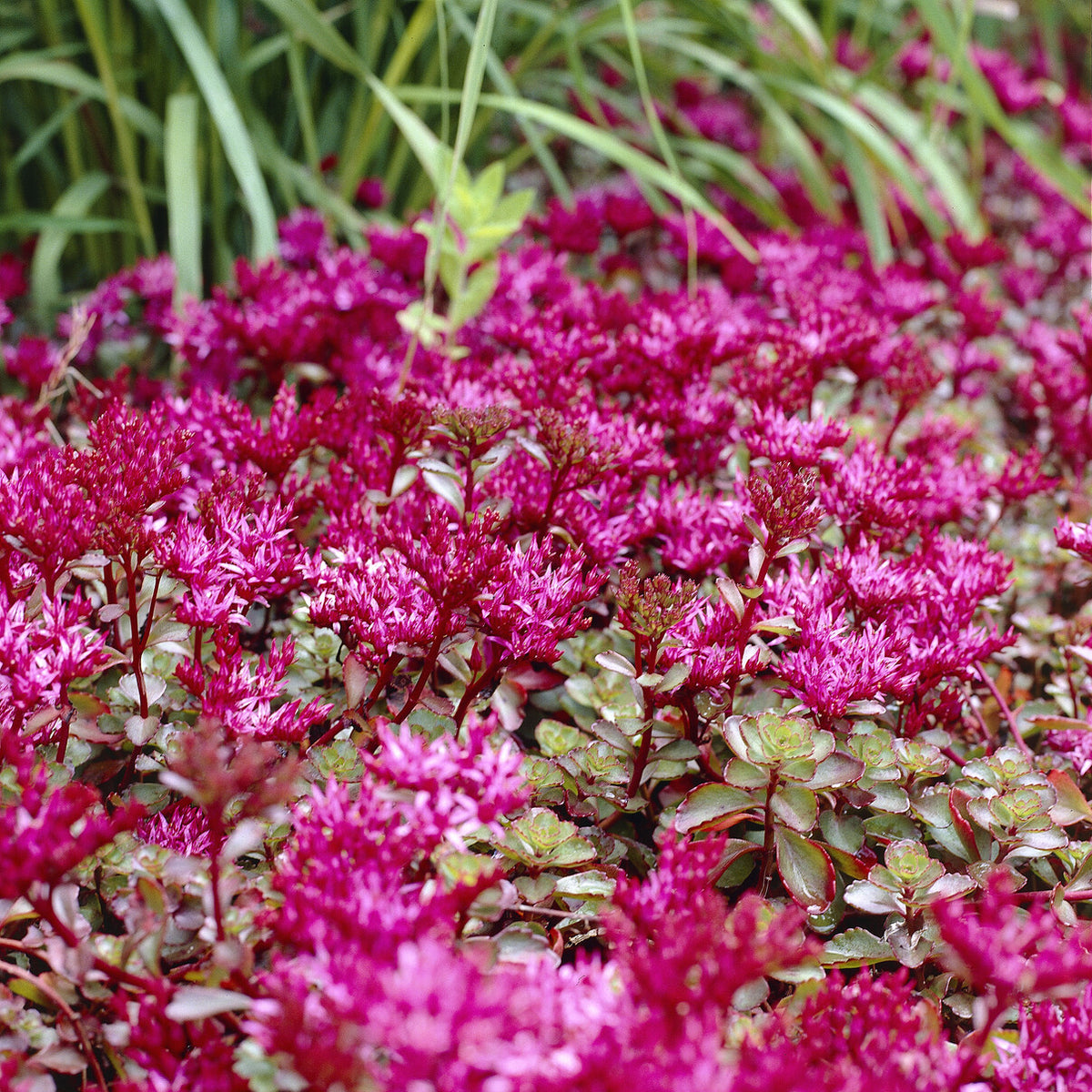 3 Sedum spurium Schorbuser - Sedum spurium Schorbuser Blut - Willemse