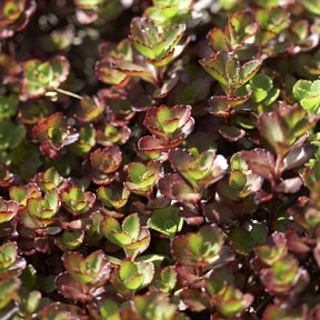 3 Sedum spurium Schorbuser