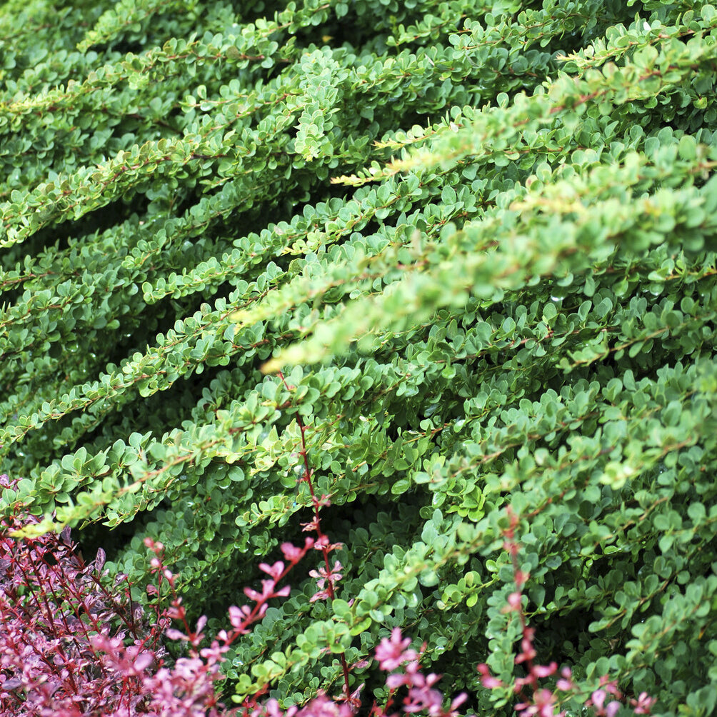 Berberis Green Carpet - Berberis thunbergii Green Carpet - Willemse