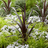 Cordyline obtecta Super Star ® - Willemse