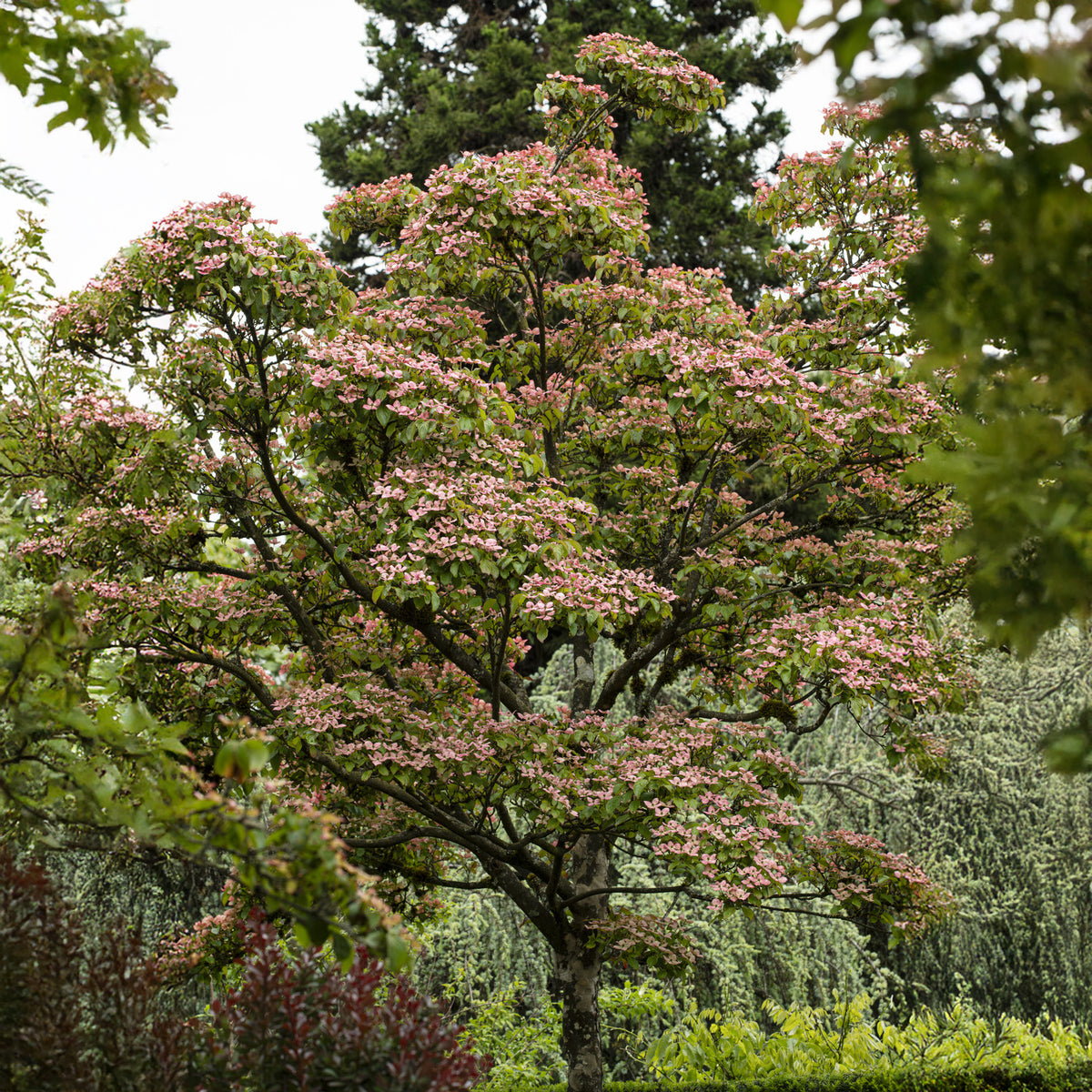 Cornouiller du Japon Satomi Akatuki - Cornus kousa Satomi - Willemse