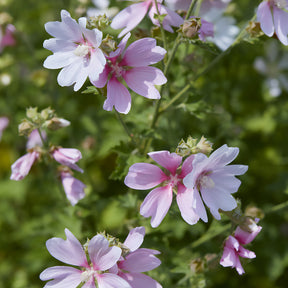 Lavatera Barnsley Baby - Lavatère Barnsley Baby/Lavatera Barnsley Baby - Lavatères