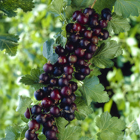 Ribes nidigrolaria Josta - Casseiller Josta - Cassissier