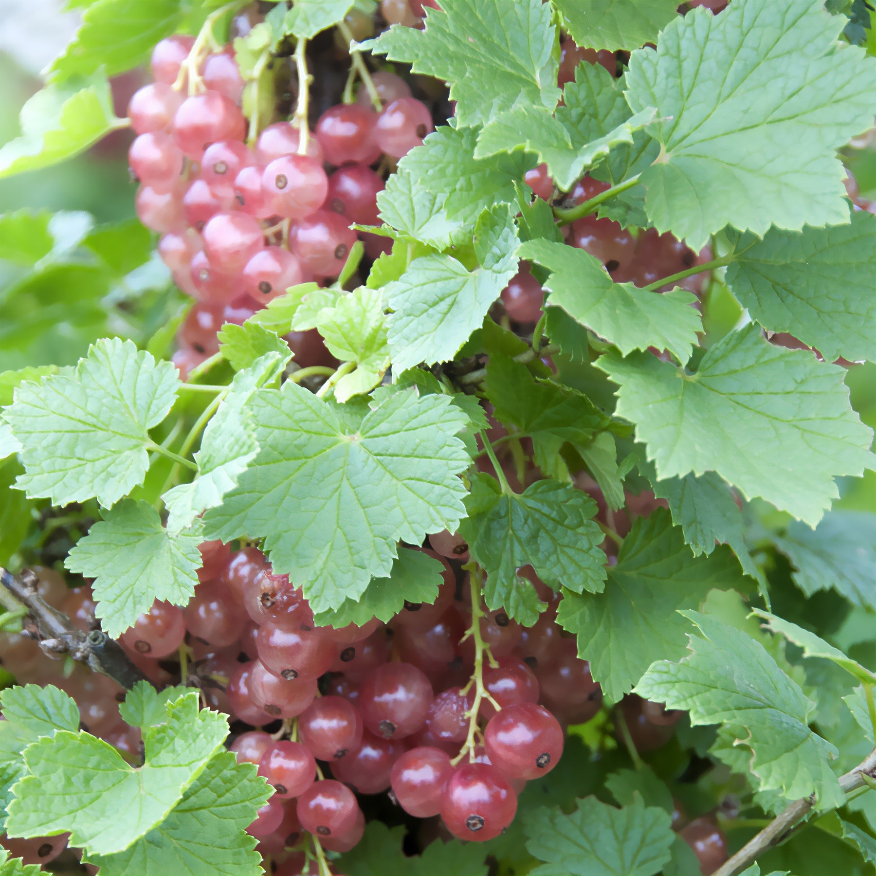 Groseillier Gloire des Sablons - Ribes rubrum Gloire des Sablons - Willemse