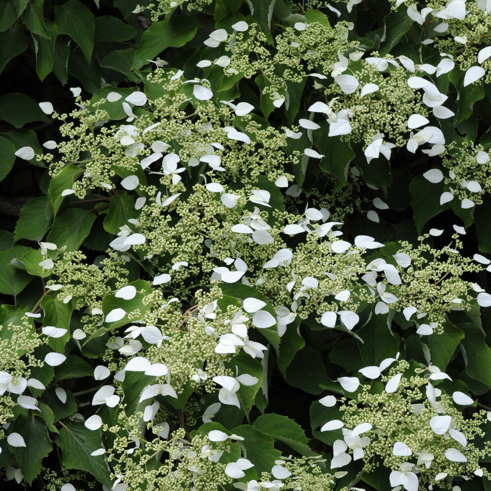 Vente Hortensia grimpant du Japon