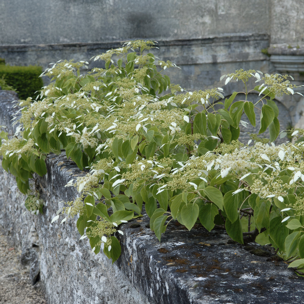 Hortensia grimpant du Japon - Hortensias grimpants - Willemse