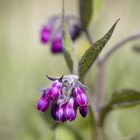 Consoude - Consoude officinale - Symphytum officinale