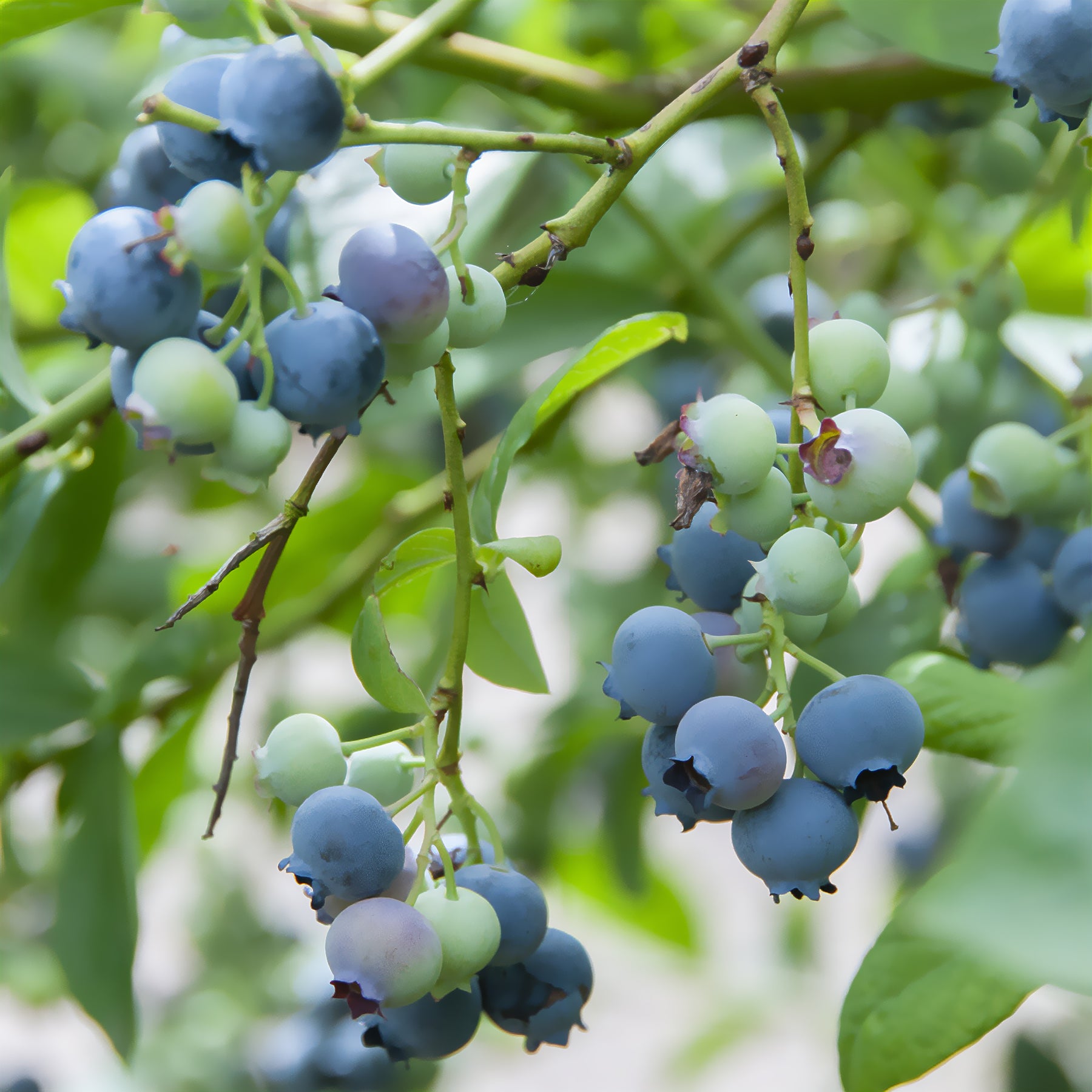 Myrtillier Berkeley - Vaccinium corymbosum Berkeley - Willemse