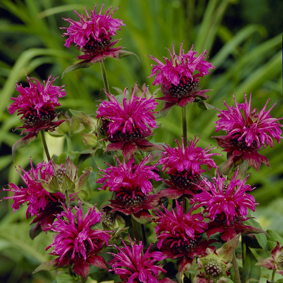 Monarde Scorpion - Willemse