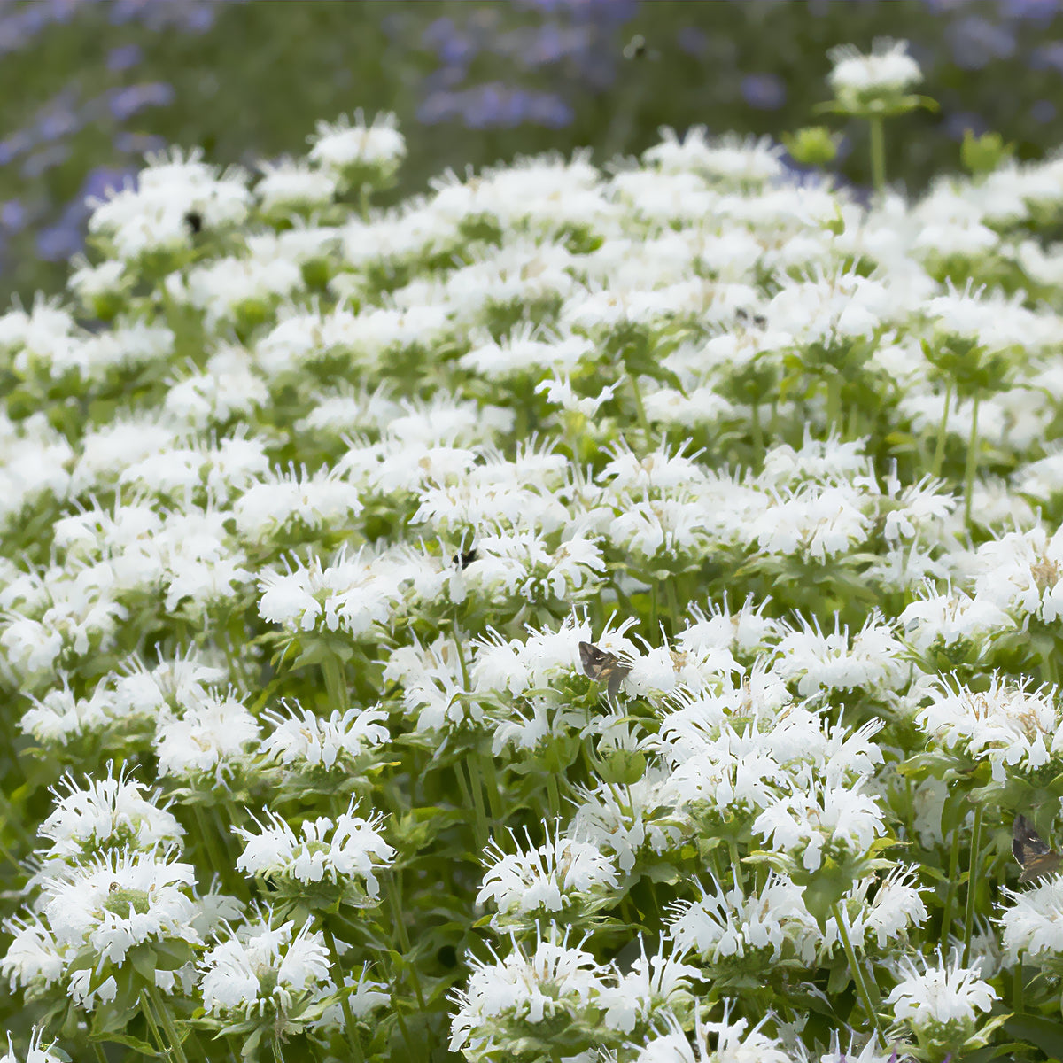 Monarde Schneewittchen - Monarda schneewittchen - Willemse