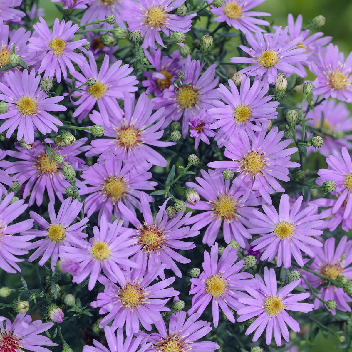 Aster ericoïdes Blue Star - Willemse