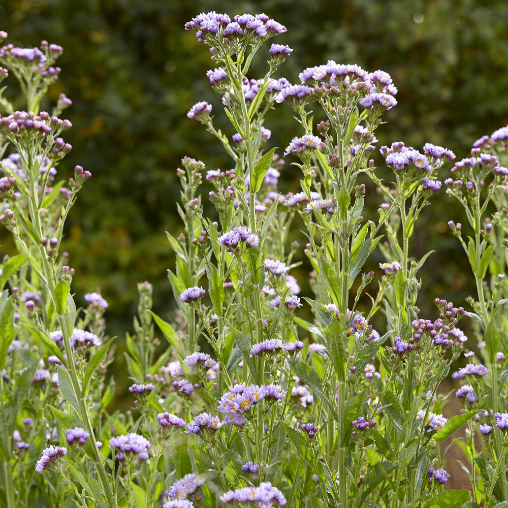 Aster de Tartarie Jindai - Willemse