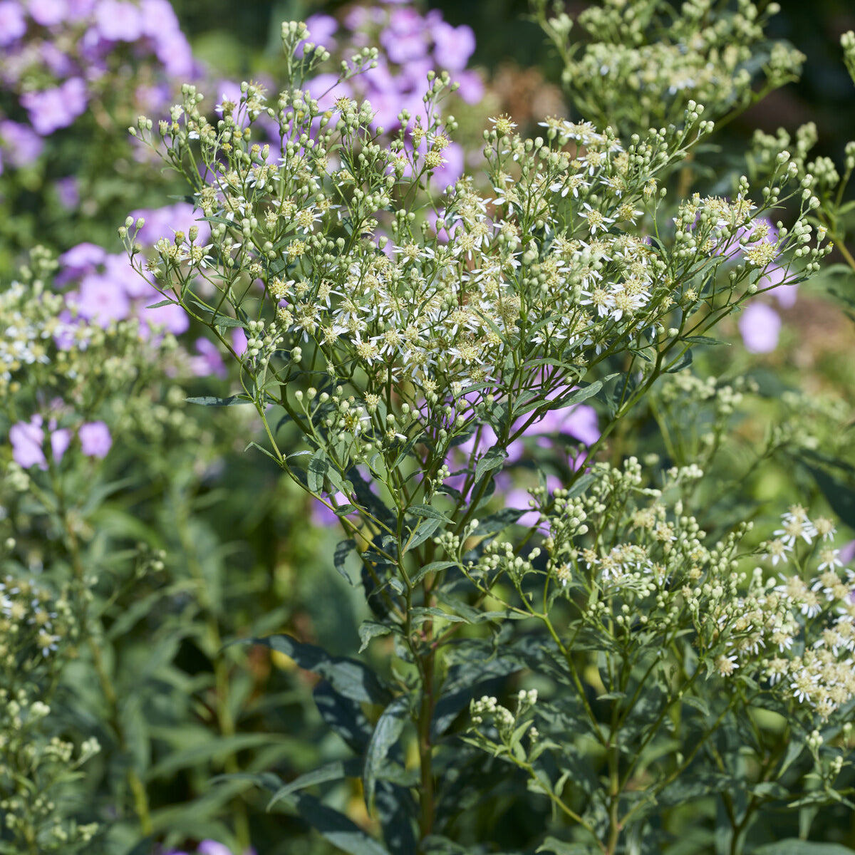 Aster en ombelles Weisser Schirm - Willemse