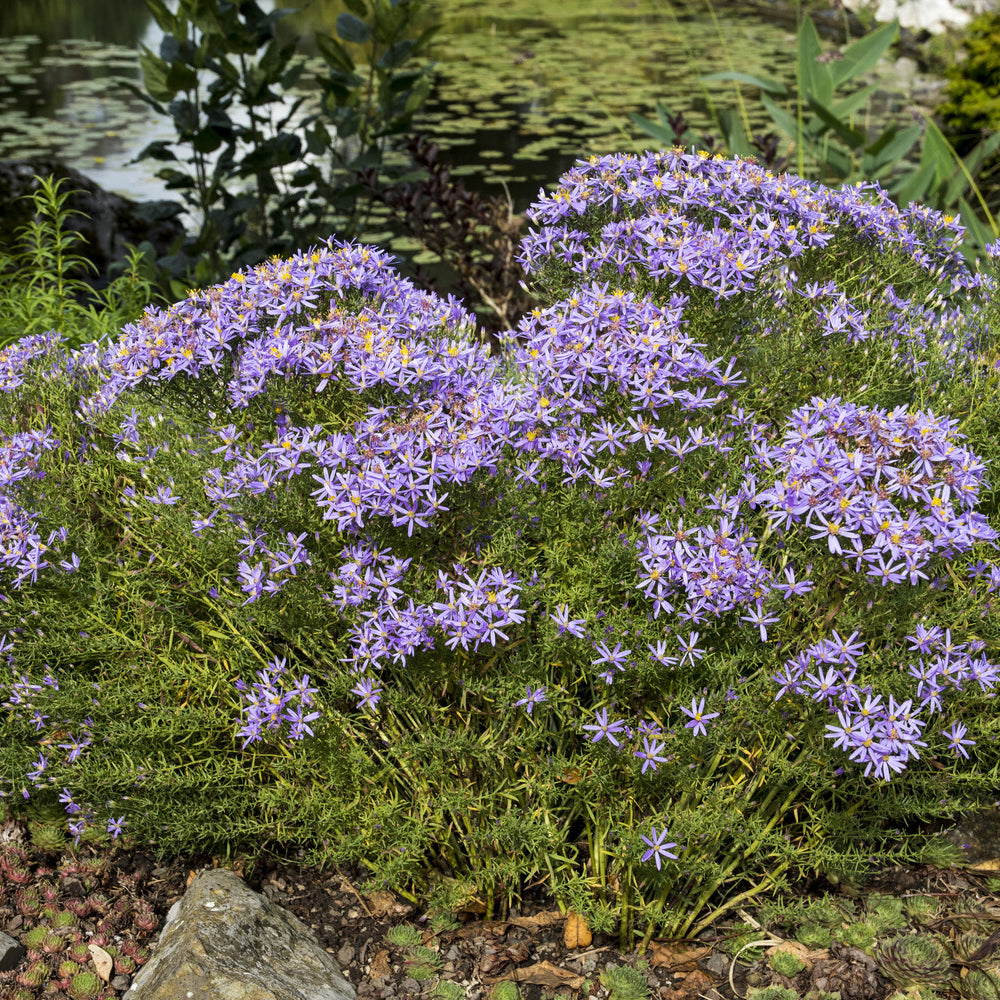 Aster sedifolius Nanus - Aster nain à feuilles de sedum  - Aster