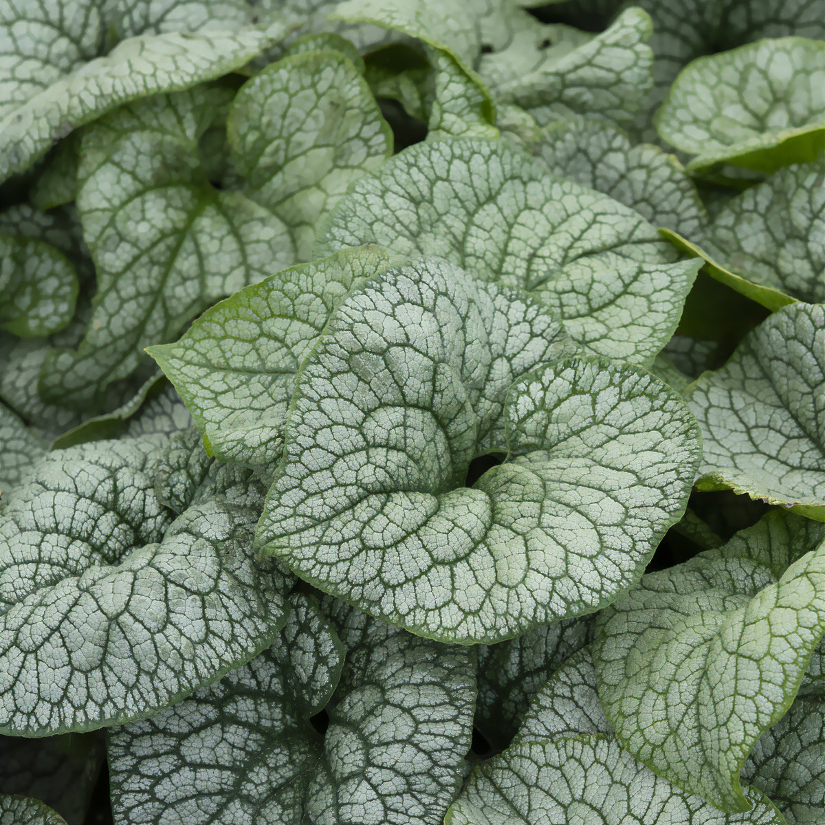 Myosotis du Caucase Jack of Diamonds - Brunnera macrophylla jack of diamonds - Willemse