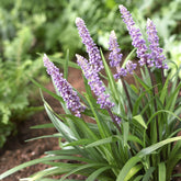 Liriope muscari Ingwersen