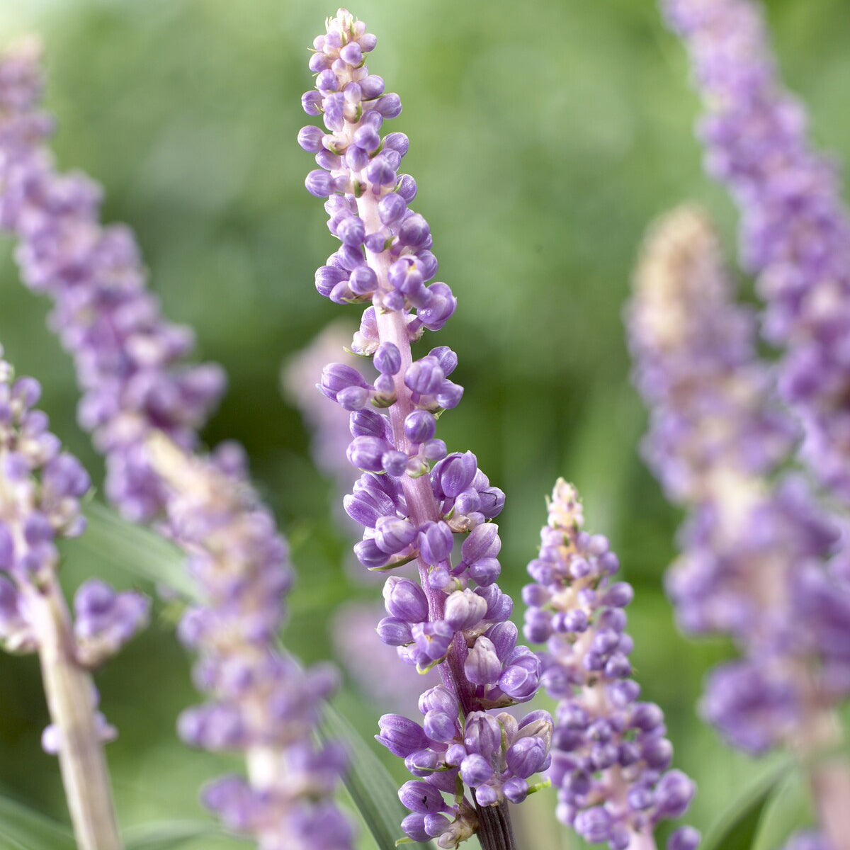 Liriope muscari Ingwersen