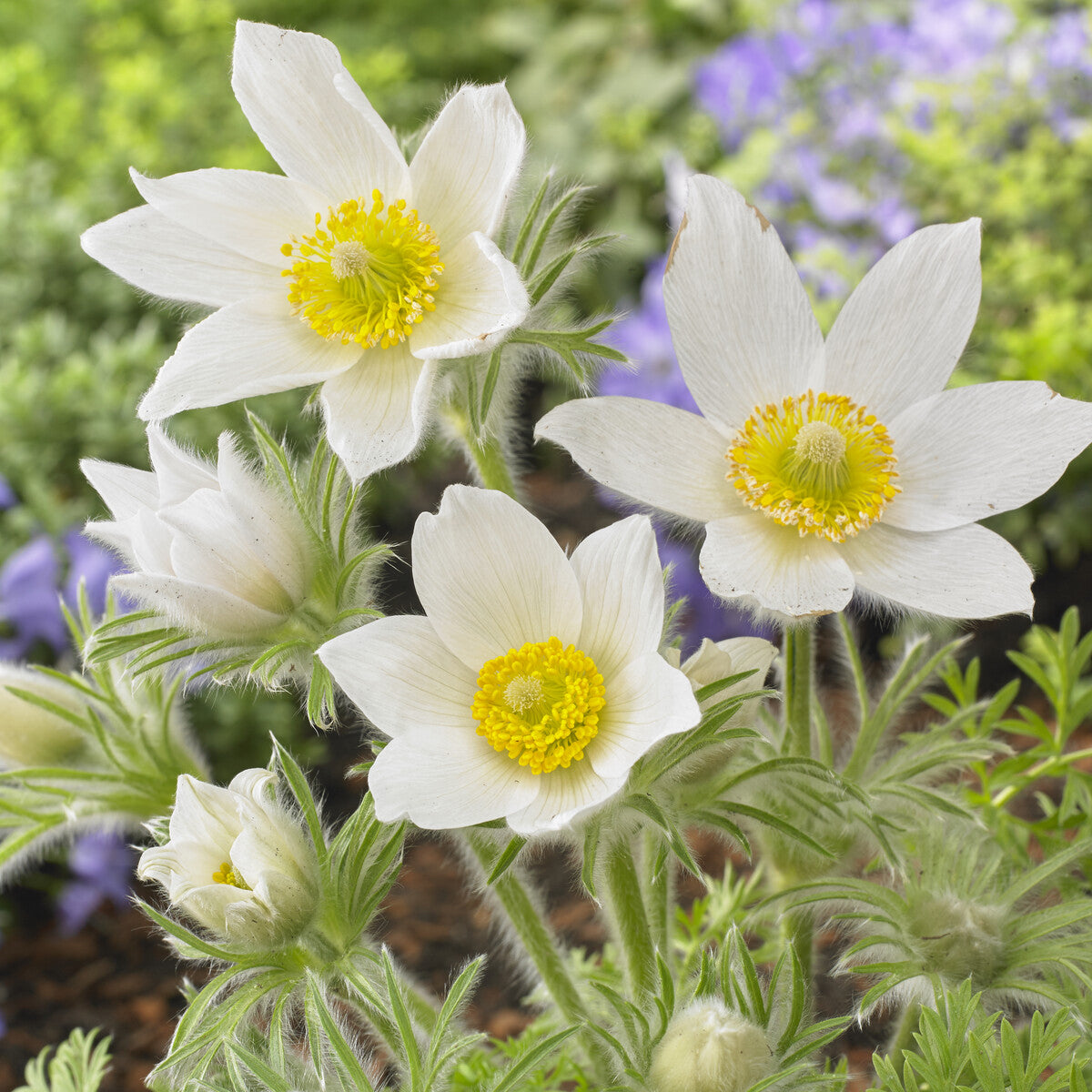 3 Anémones pulsatilles blanches