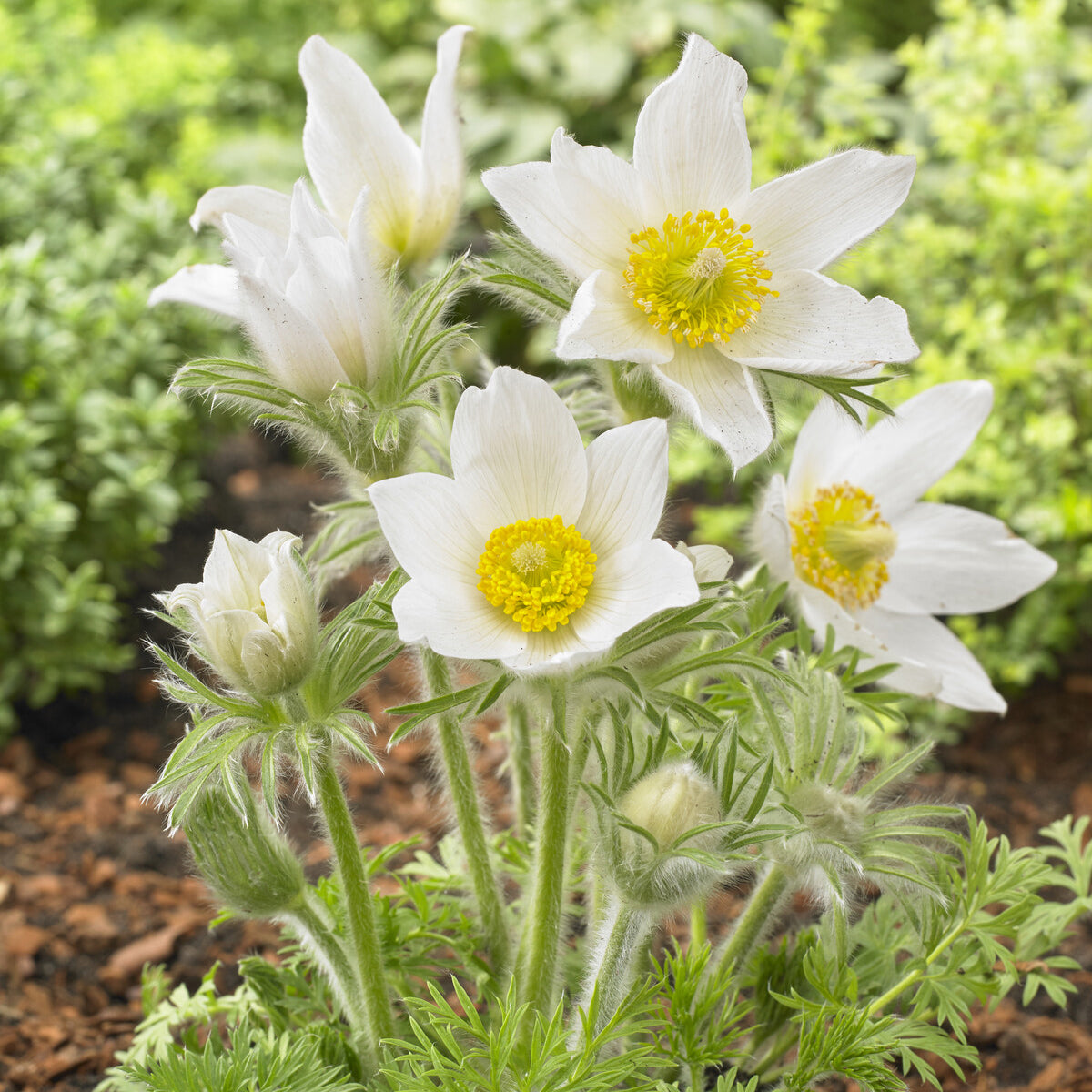 3 Anémones pulsatilles blanches