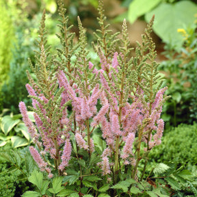 Astilbe de Chine Pumila