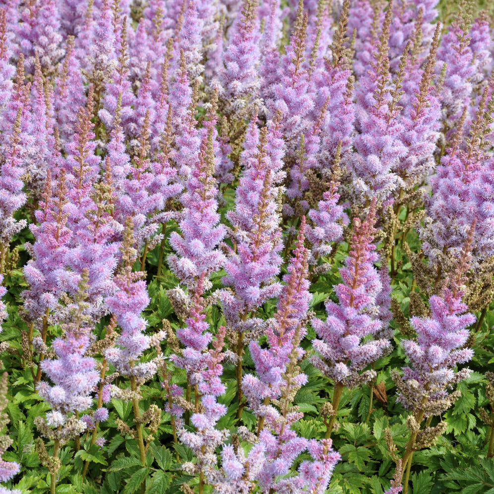 Astilbe de Chine Pumila