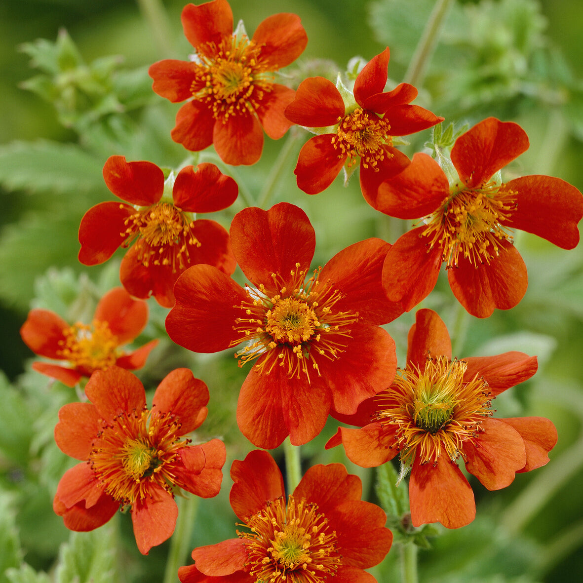 3 Benoîtes orange Borisii