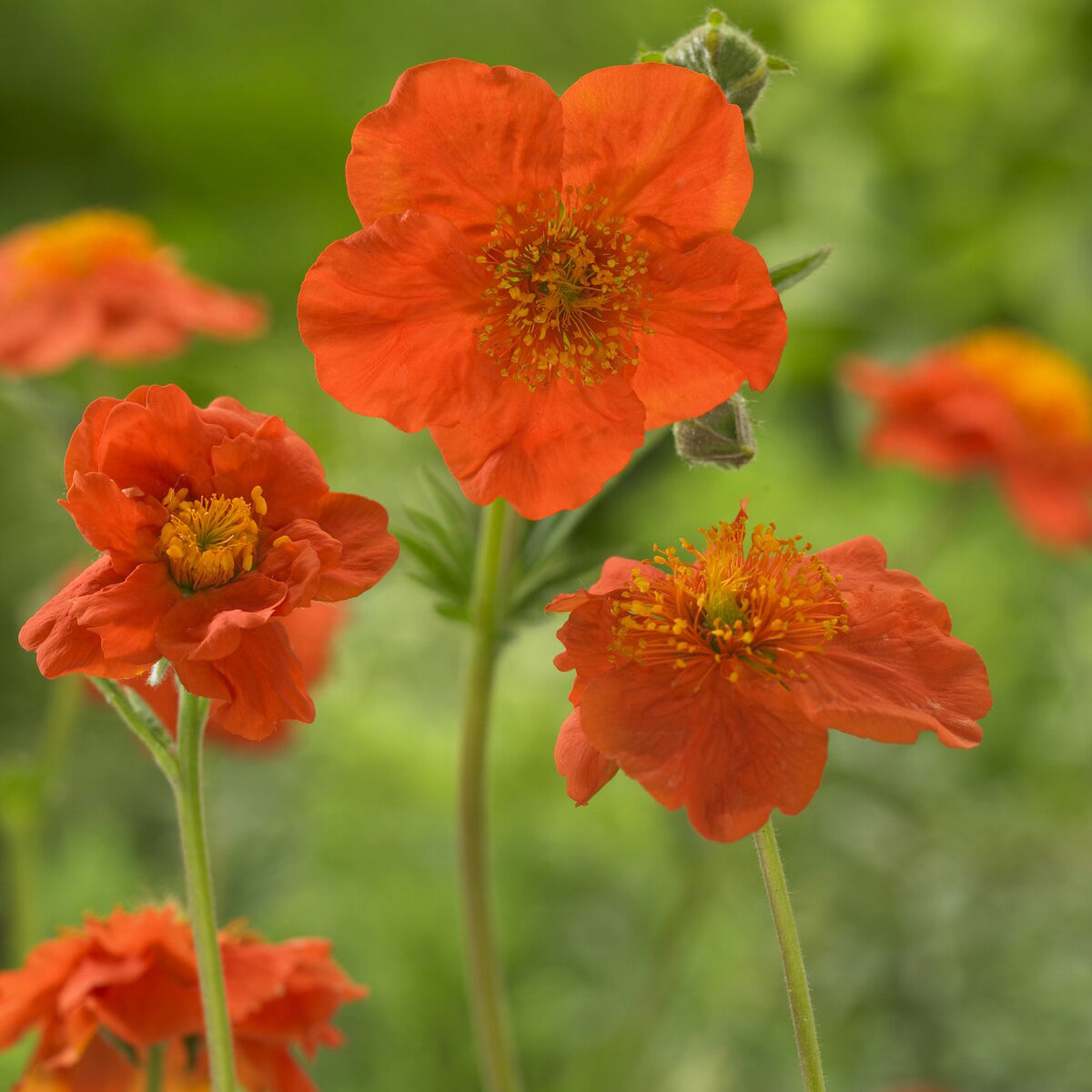 3 Benoîtes orange Borisii