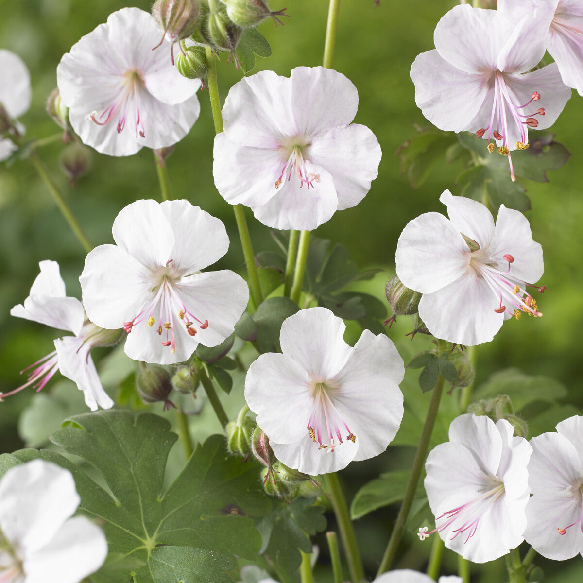 Géranium vivace Biokovo