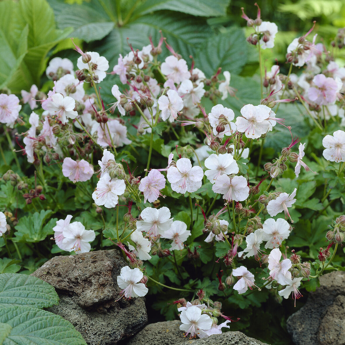 Géranium vivace Biokovo