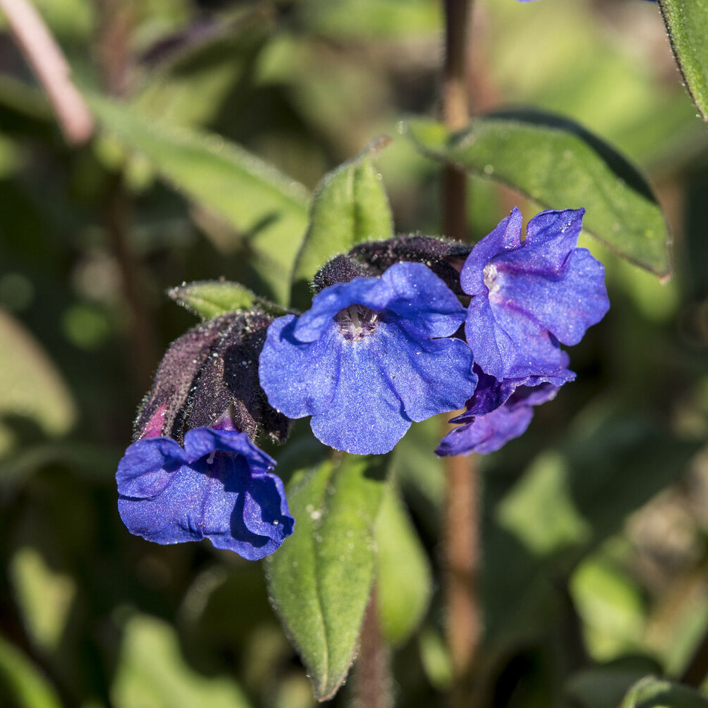 Pulmonaire Blue Ensign