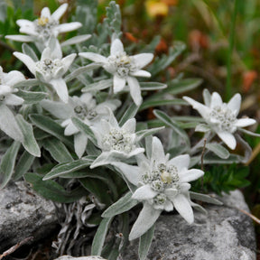 3 Edelweiss des Alpes