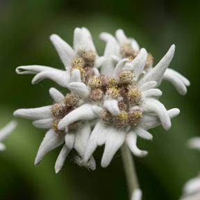 3 Edelweiss des Alpes