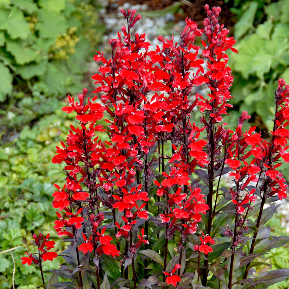 3 Lobelias écarlates Queen Victoria