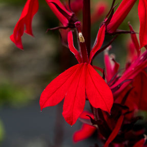 3 Lobelias écarlates Queen Victoria