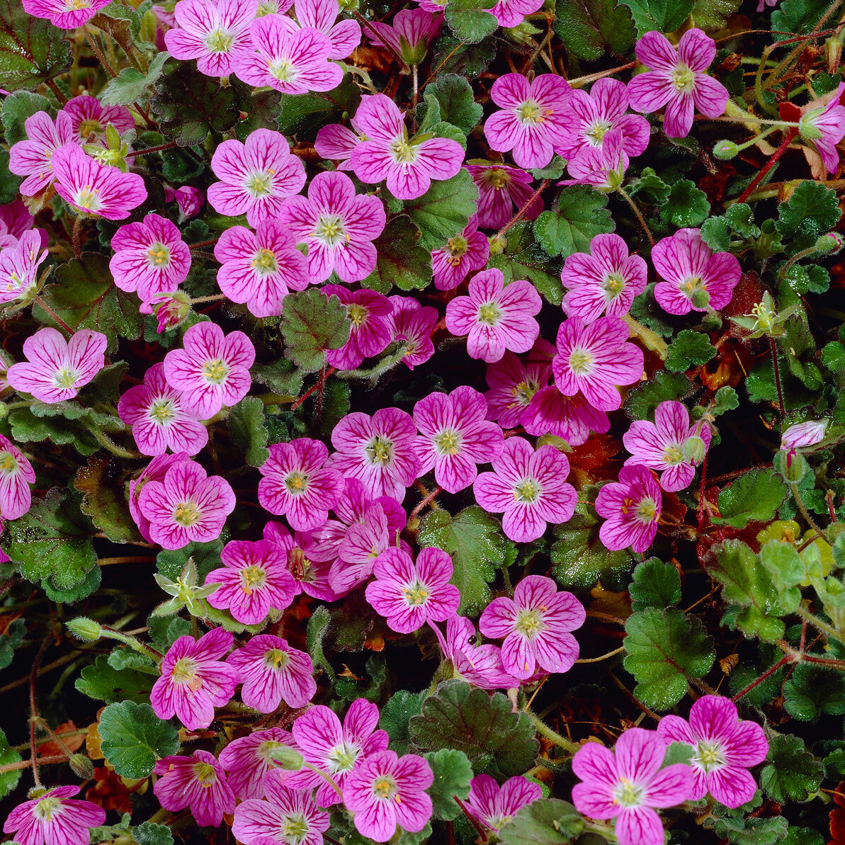 Erodium Bishops Form