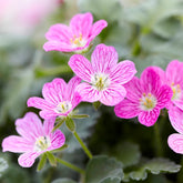 Erodium Bishops Form