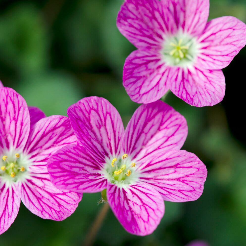 Erodium Bishops Form