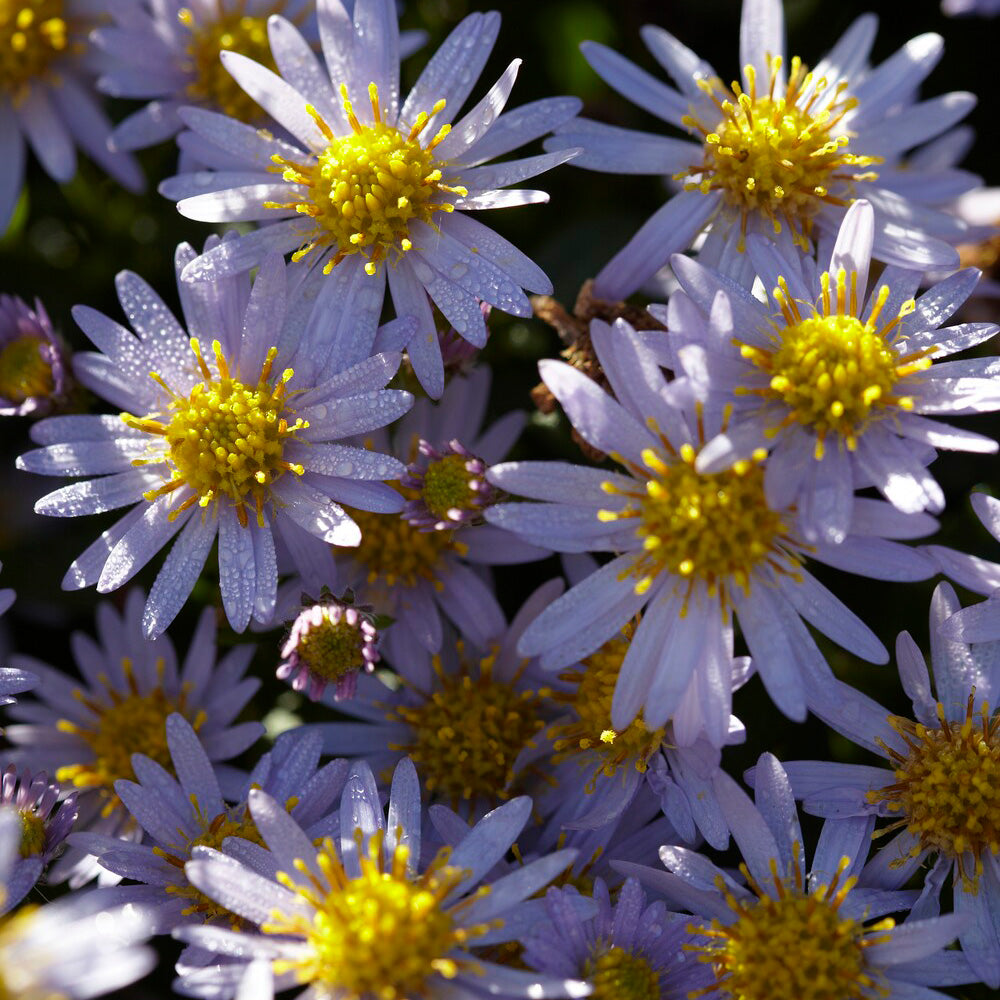 3 Astères nains d'automne Stardust