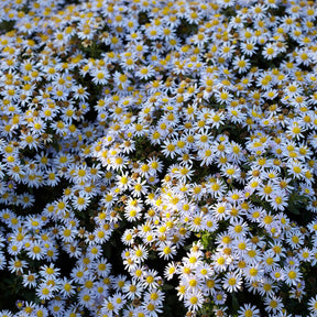 3 Astères nains d'automne Stardust