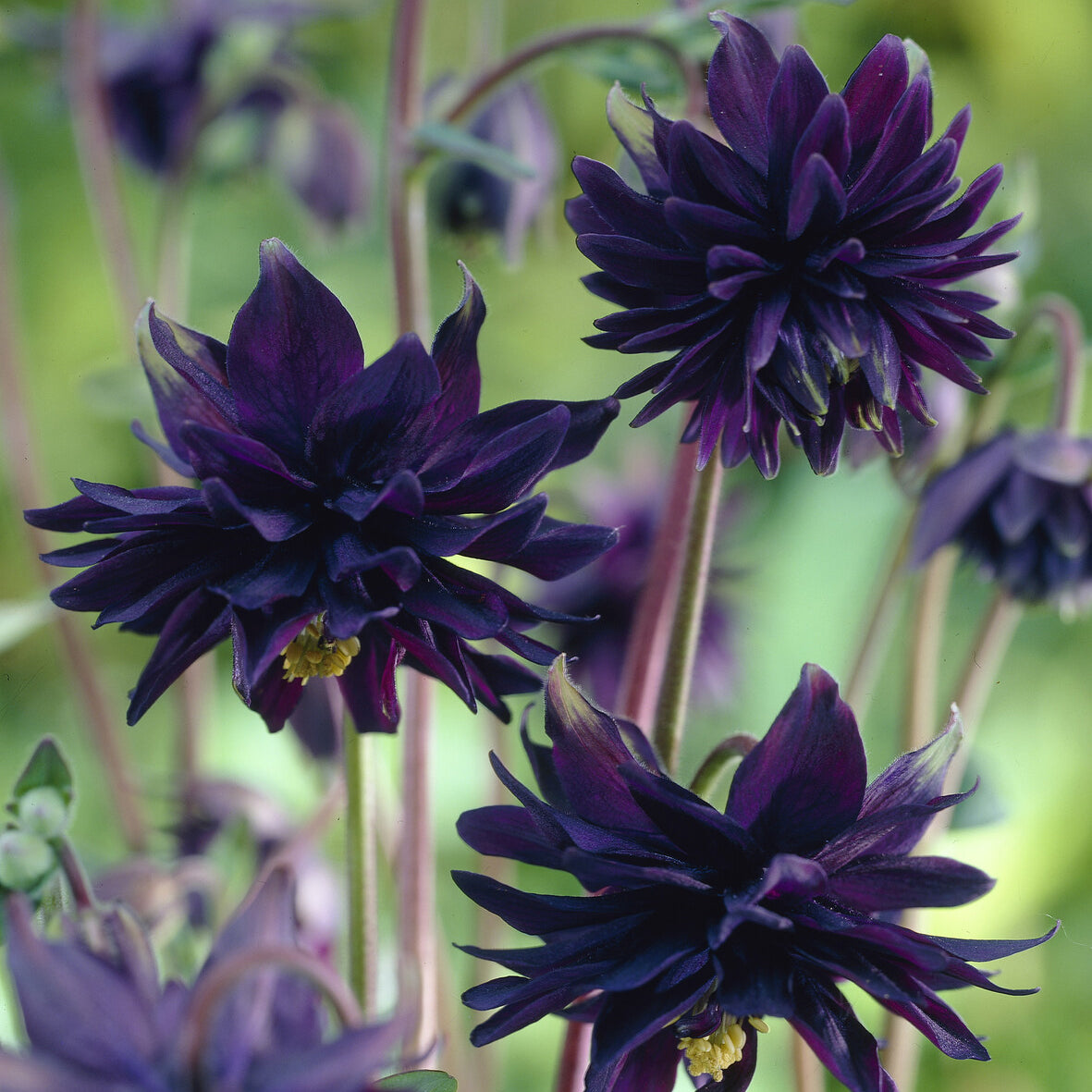 Ancolie des jardins Black Barlow