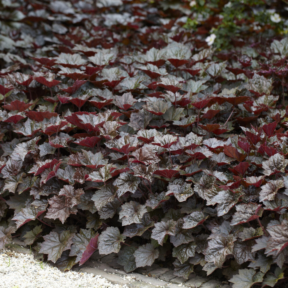 Heuchère Palace Purple