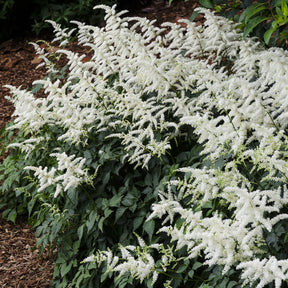 Astilbe d'Arends Brautschleier