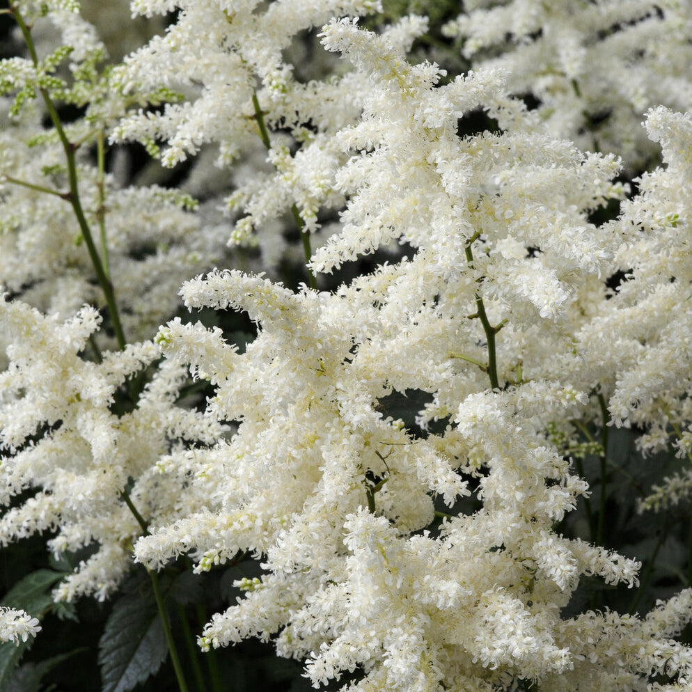 Astilbe d'Arends Brautschleier