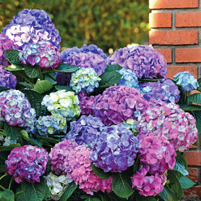 Collection d'Hortensias pour massifs et haies fleuris - 3 arbustes - Hydrangea macrophylla