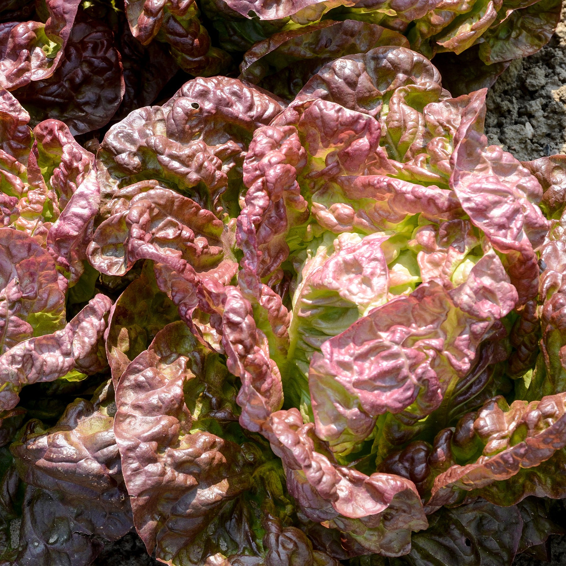 Laitue pommée Merveille des quatre saisons - Lactuca sativa merveille des quatre saisons (3 g) - Potager