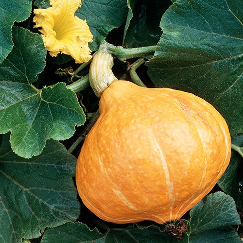 Potiron Potimarron - Cucurbita maxima potimarron - Potager