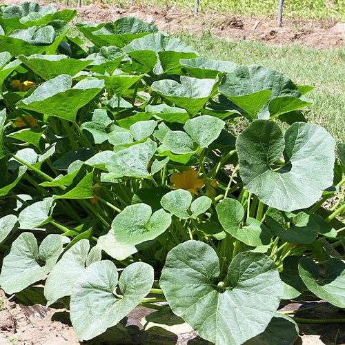 Potiron Potimarron - Cucurbita maxima potimarron - Graines de fruits et légumes